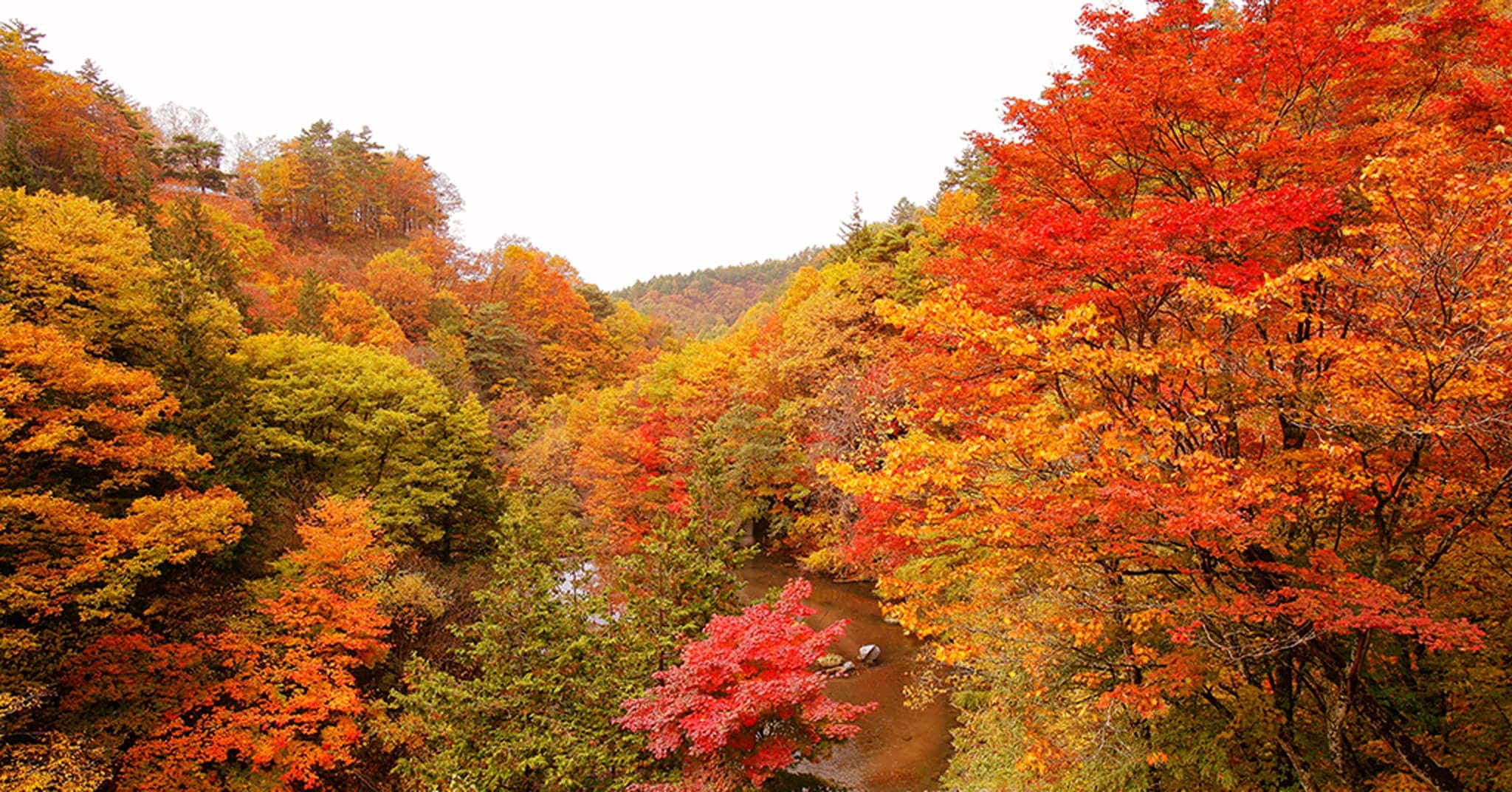 写真_山の紅葉1