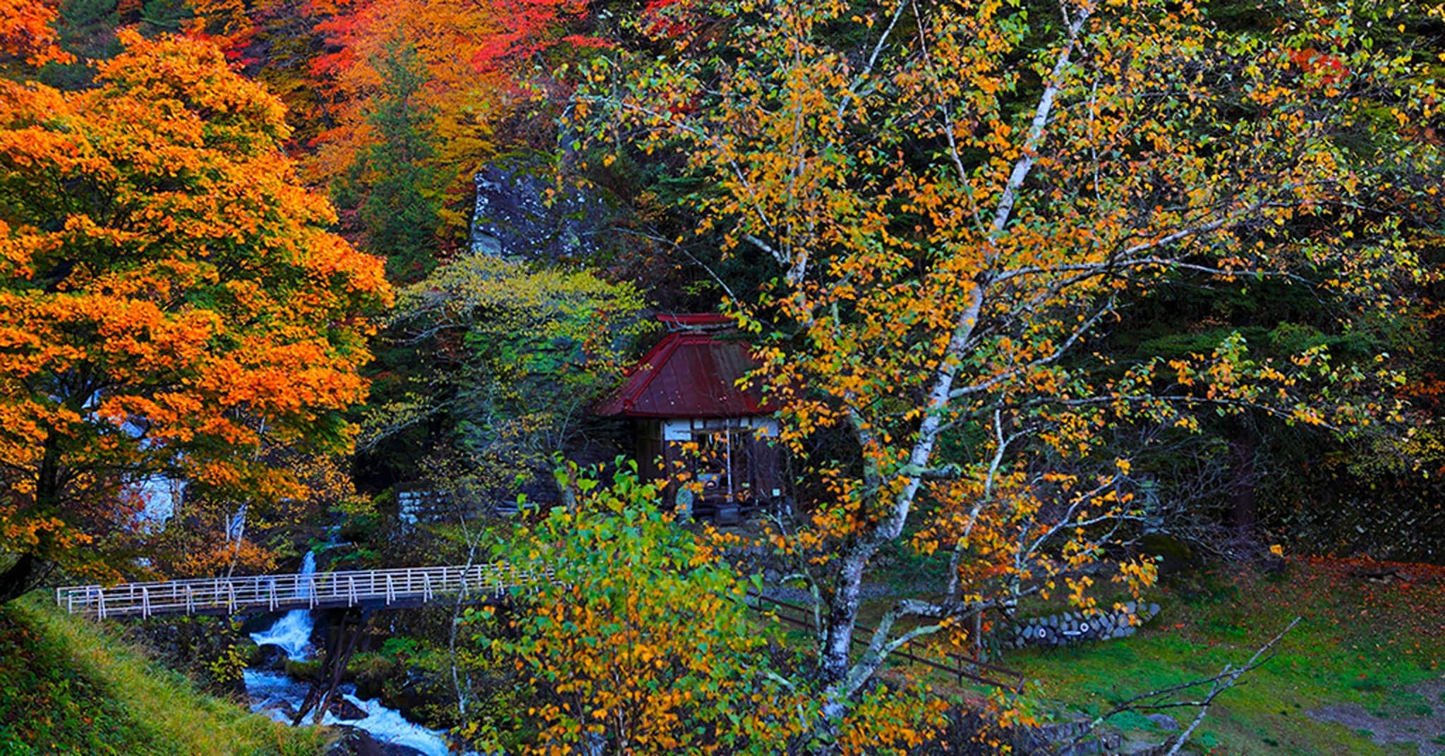 写真_山の紅葉2