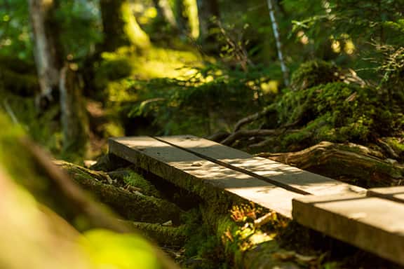 写真_白駒池周辺