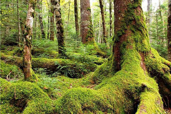 写真_白駒池周辺