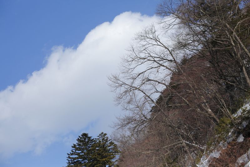 サムネイル_雪景色の中で動物たちの足跡を見つけよう！