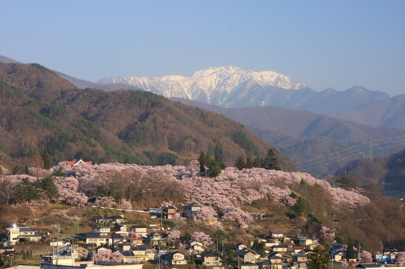 サムネイル_高遠の桜が開花いたしました。