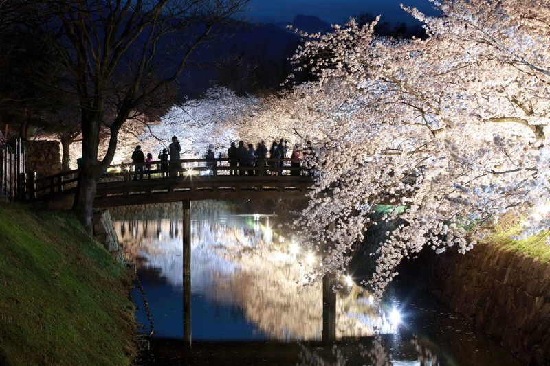 サムネイル_国宝松本城「桜並木光の回廊2019」と「夜桜会」開催中