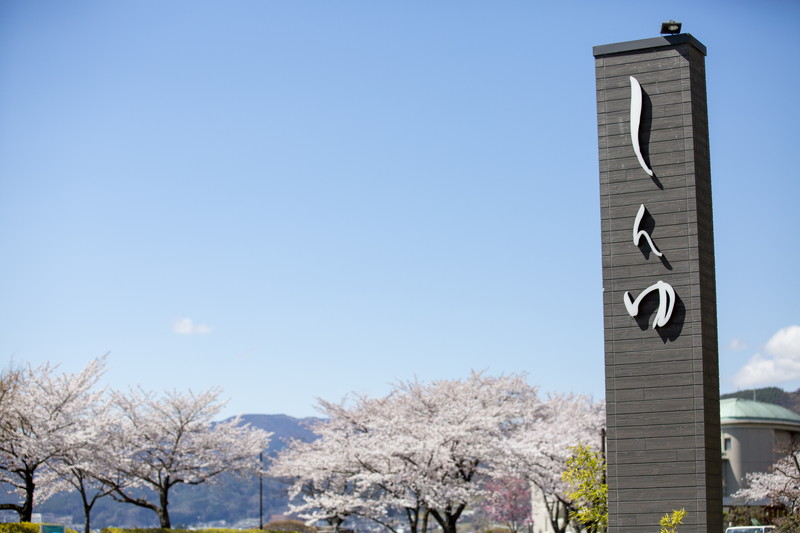 サムネイル_姉妹宿 上諏訪温泉しんゆ、高島城、諏訪湖周辺の桜風景