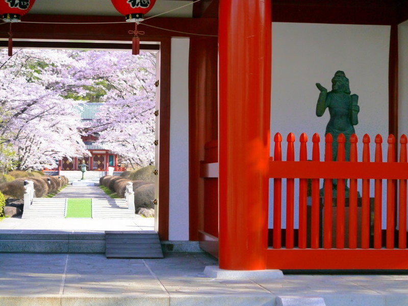 サムネイル_聖光寺の夜桜