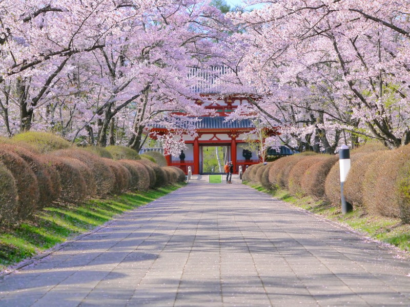 サムネイル_蓼科山聖光寺桜まつり2019