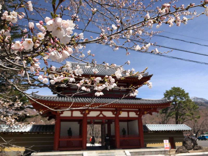 サムネイル_～　桜の便り　～