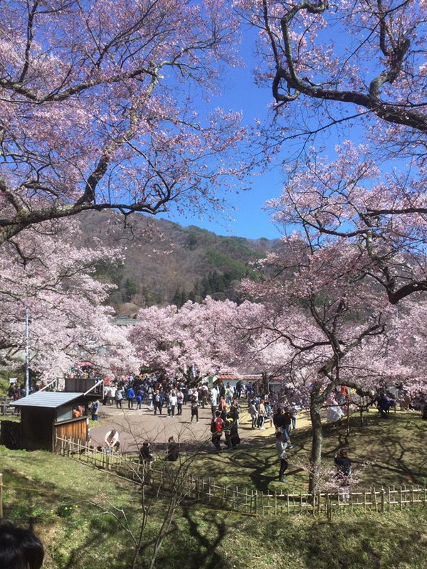 サムネイル_高遠城址公園の桜、週明けに見頃を迎えそうです。