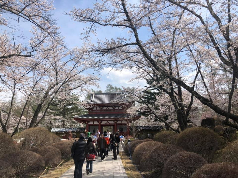 サムネイル_~ 聖光寺 の桜 八分咲き ~