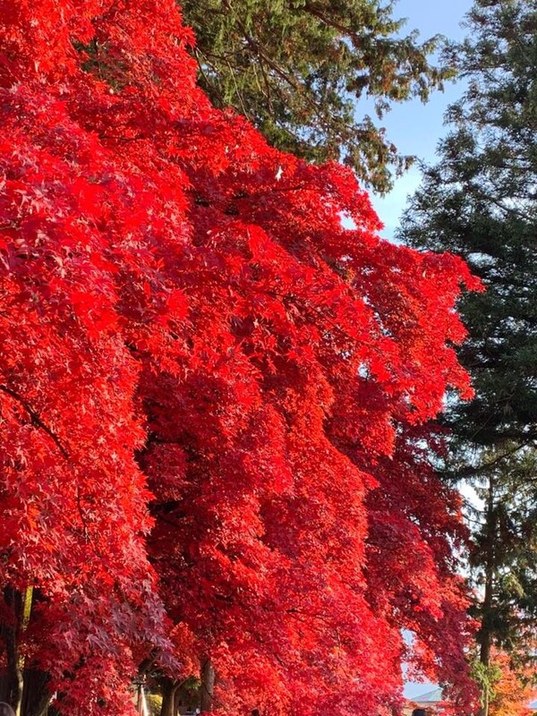 茅野市 長円寺 楓の紅葉が見頃 創業大正十五年 蓼科親湯温泉 公式hp