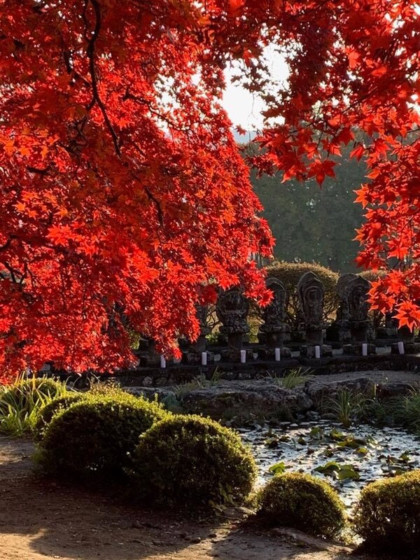 サムネイル_茅野市　長円寺　楓の紅葉が見頃