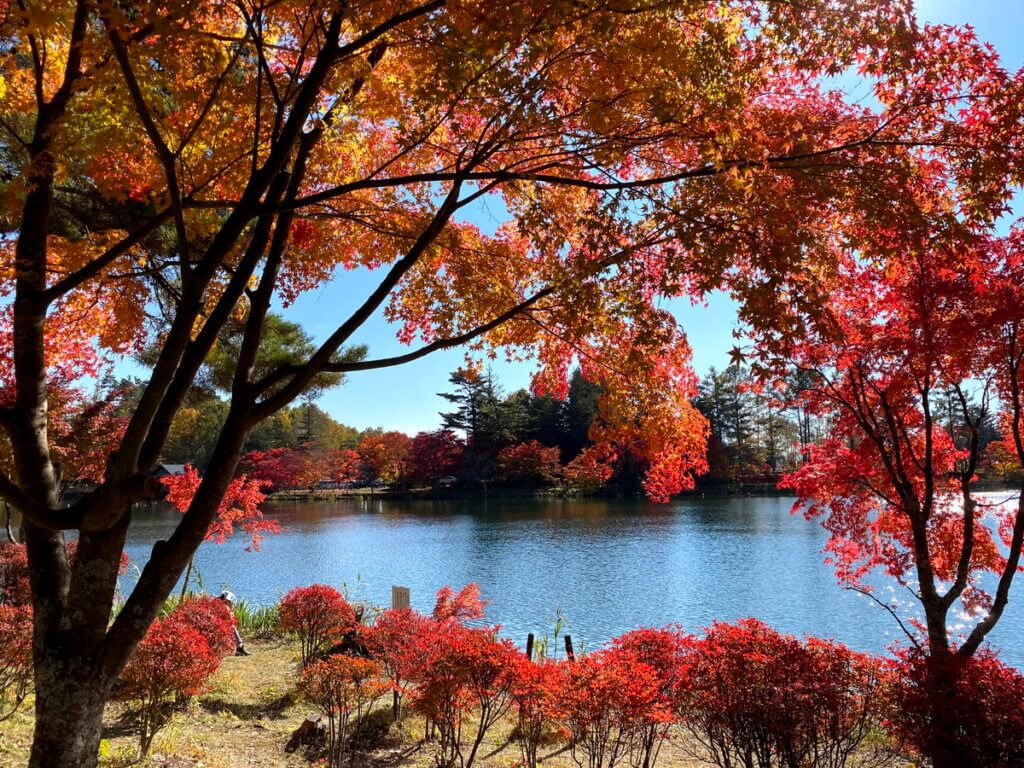 蓼 科 湖 の 紅葉