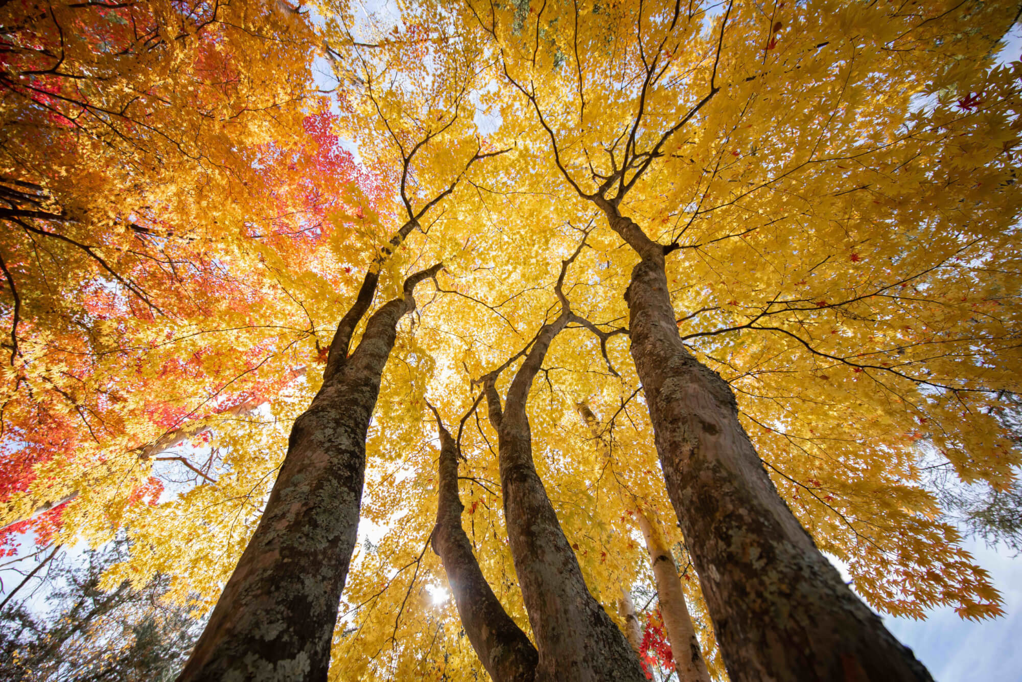 サムネイル_2020年10月下旬撮影：蓼科の紅葉風景写真アルバム