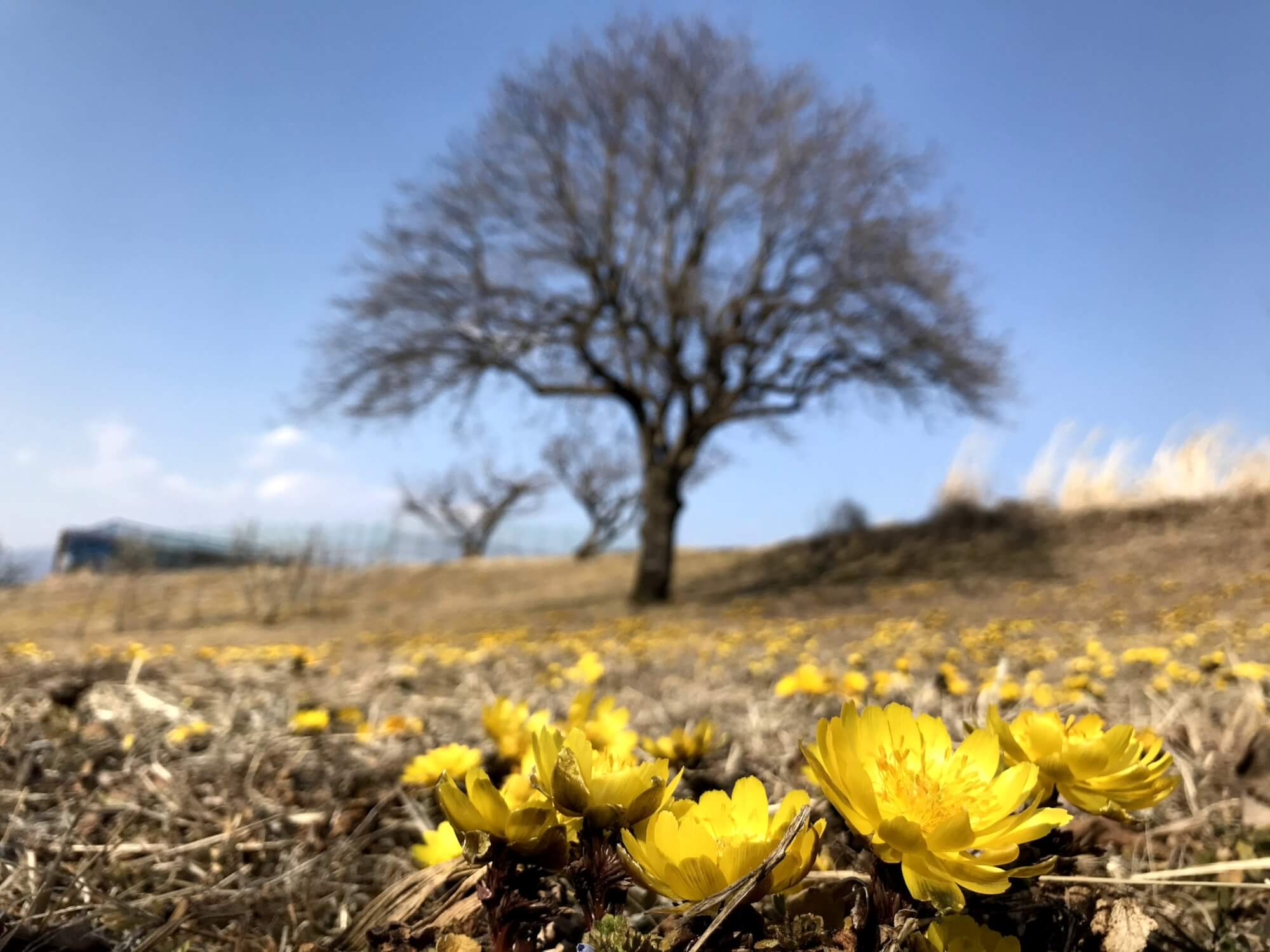 サムネイル_〜 八ヶ岳連峰と福寿草〜