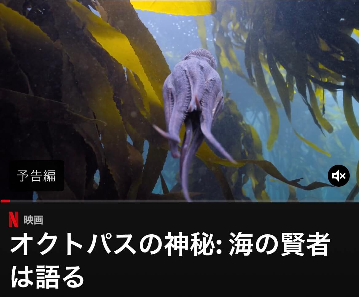 サムネイル_オクトパスの神秘 海の賢者は語る ピッパ・エリッシュ