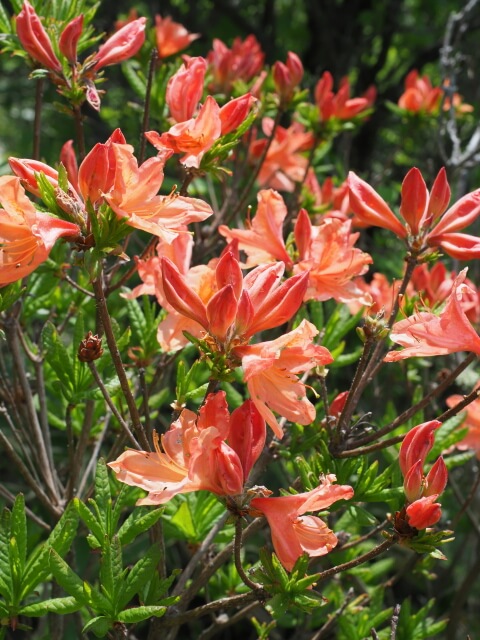 サムネイル_〜八島湿原レンゲツツジ開花状況〜