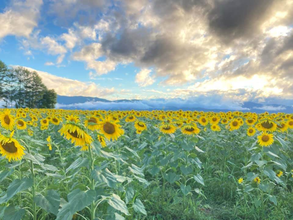 サムネイル_〜茅野市泉野のひまわり畑〜