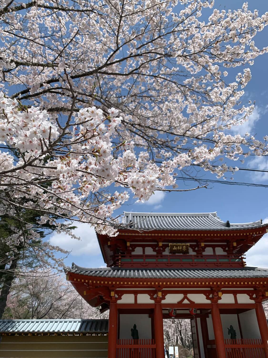 サムネイル_〜蓼科山聖光寺の桜〜