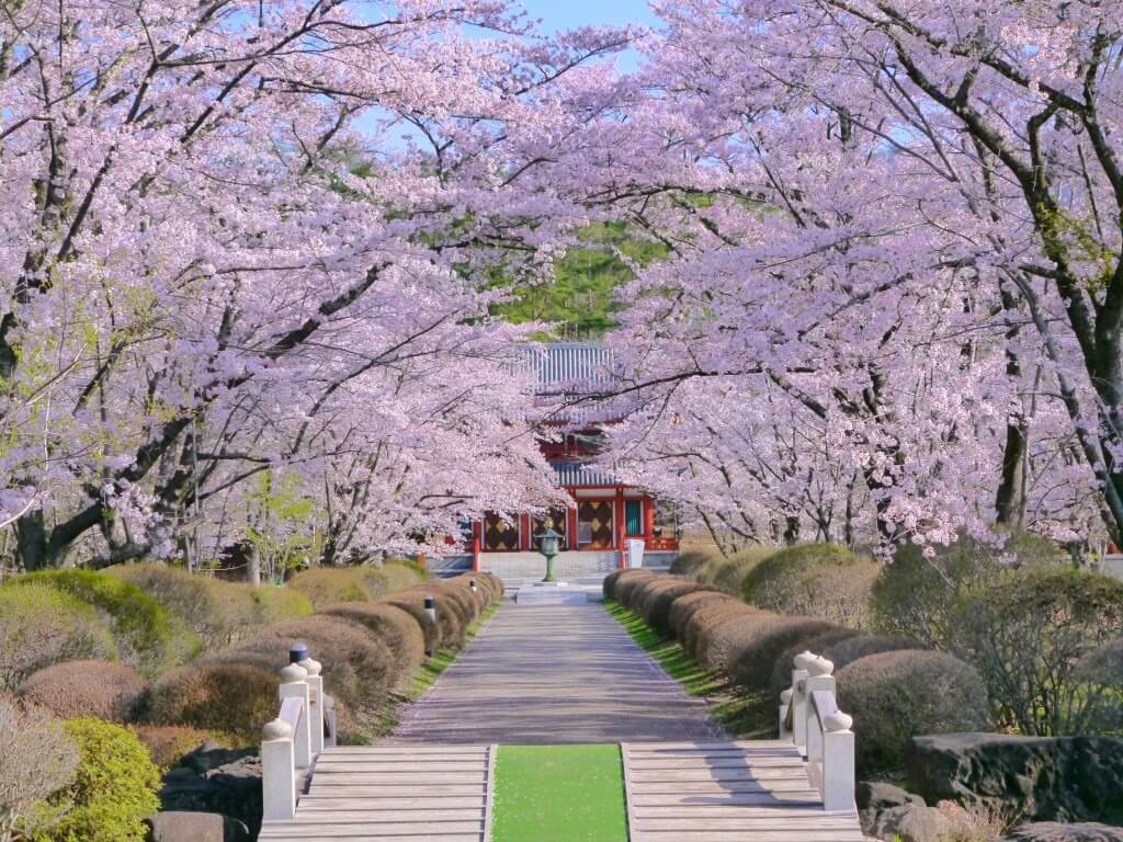 サムネイル_〜蓼科の桜〜