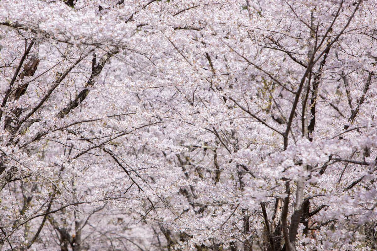 サムネイル_〜蓼科の桜アルバム2022〜