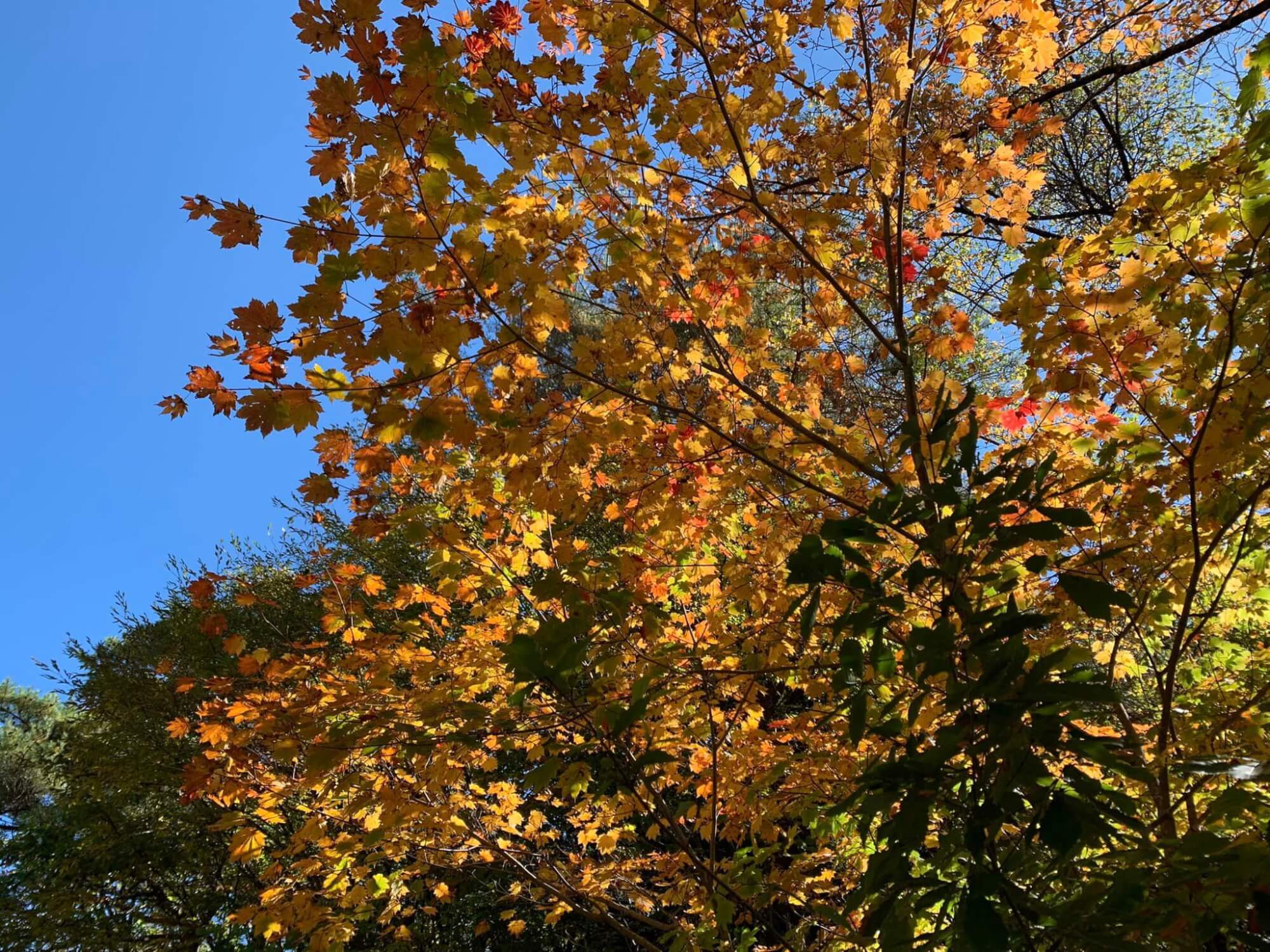 サムネイル_〜蓼科・紅葉状況〜