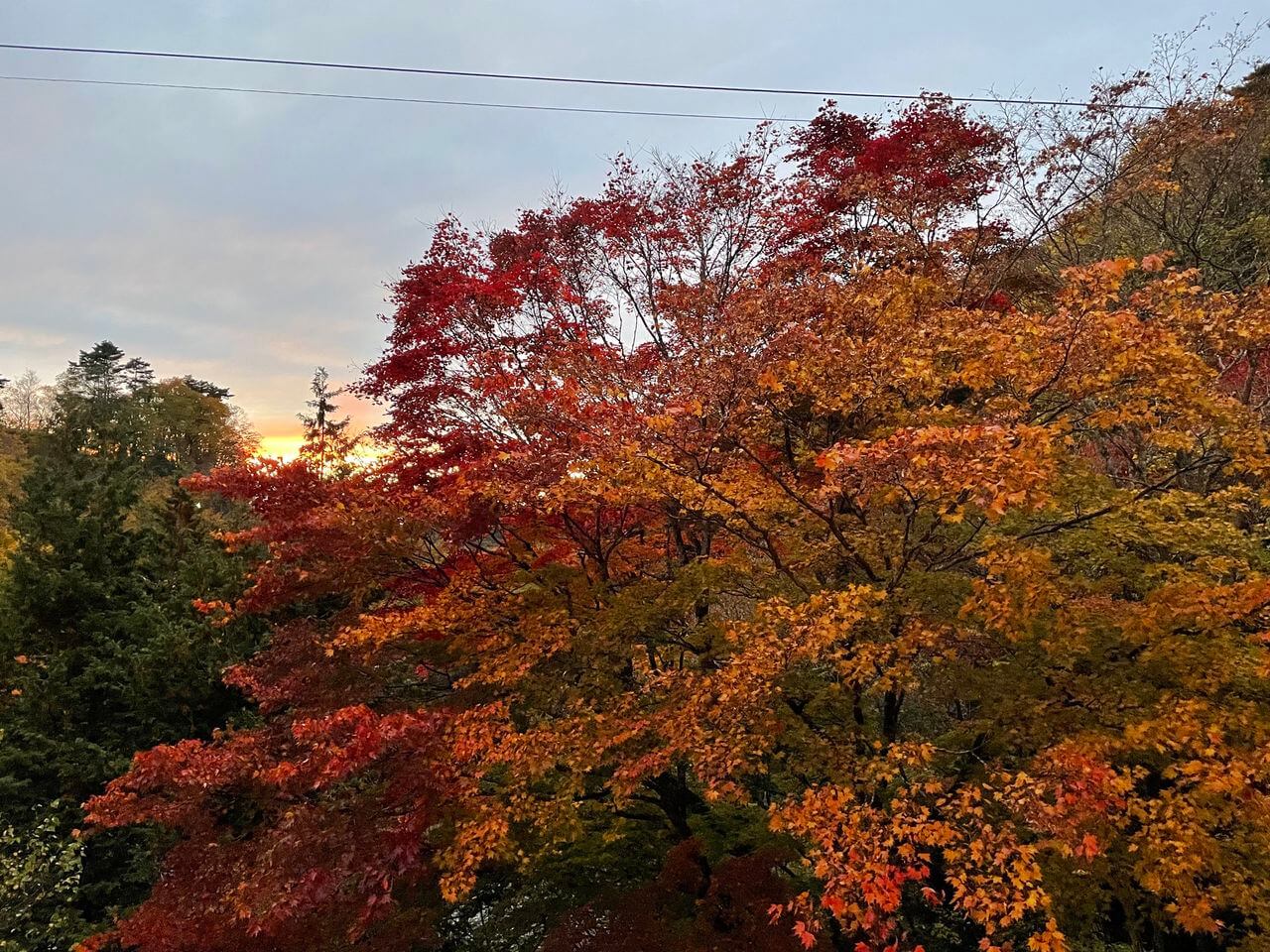 サムネイル_〜蓼科・紅葉状況〜