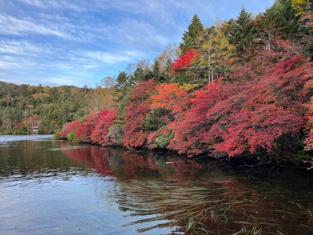 サムネイル_〜茅野市紅葉情報〜