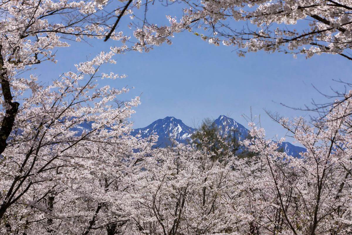 サムネイル_〜蓼科・桜フォトアルバム〜