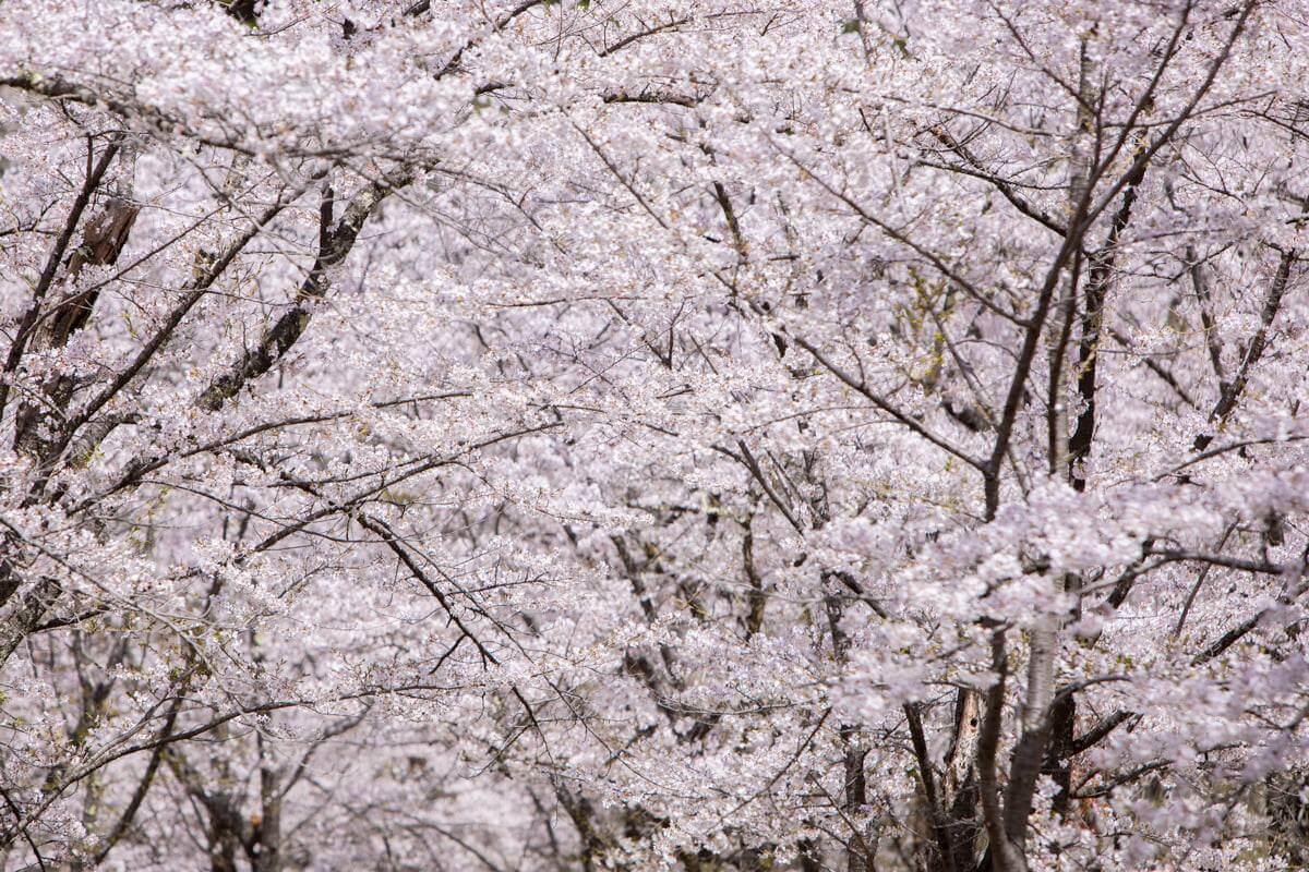 サムネイル_〜【桜の開花予想】今年は早め！〜