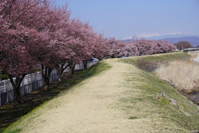 サムネイル_〜茅野市　桜が開花し始めました〜
