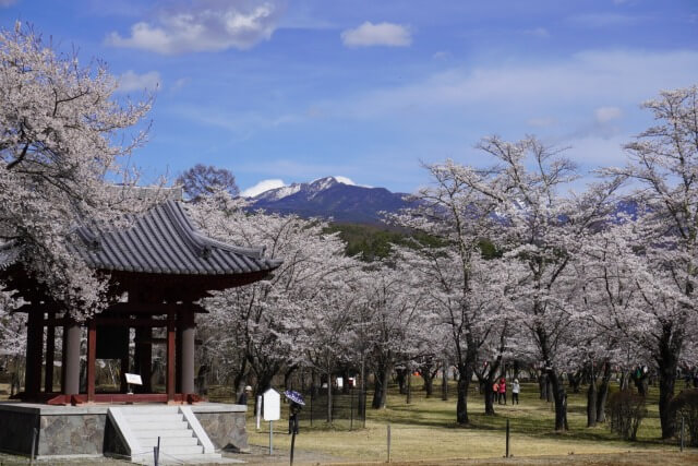 サムネイル_〜蓼科・聖光寺　桜満開です〜