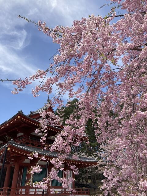 サムネイル_〜　蓼科　花びら舞う聖光寺　〜