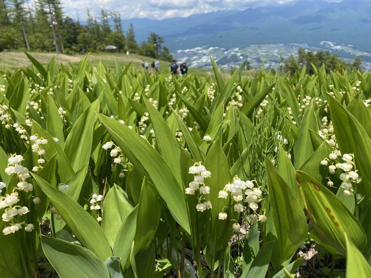 サムネイル_〜富士見パノラマリゾート　120万本のすずらん祭り〜