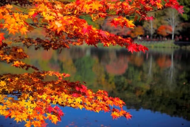 サムネイル_〜蓼科紅葉情報〜