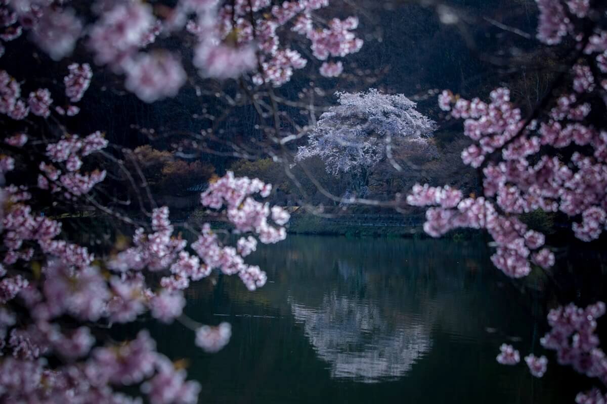 サムネイル_〜蓼科の桜〜