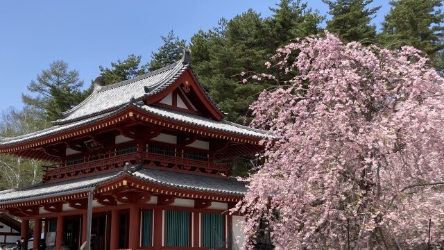 サムネイル_〜茅野周辺の桜スポット〜