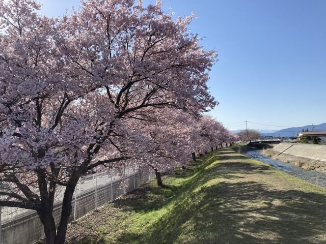 サムネイル_〜茅野市宮川左岸沿い桜並木　七分咲きに〜