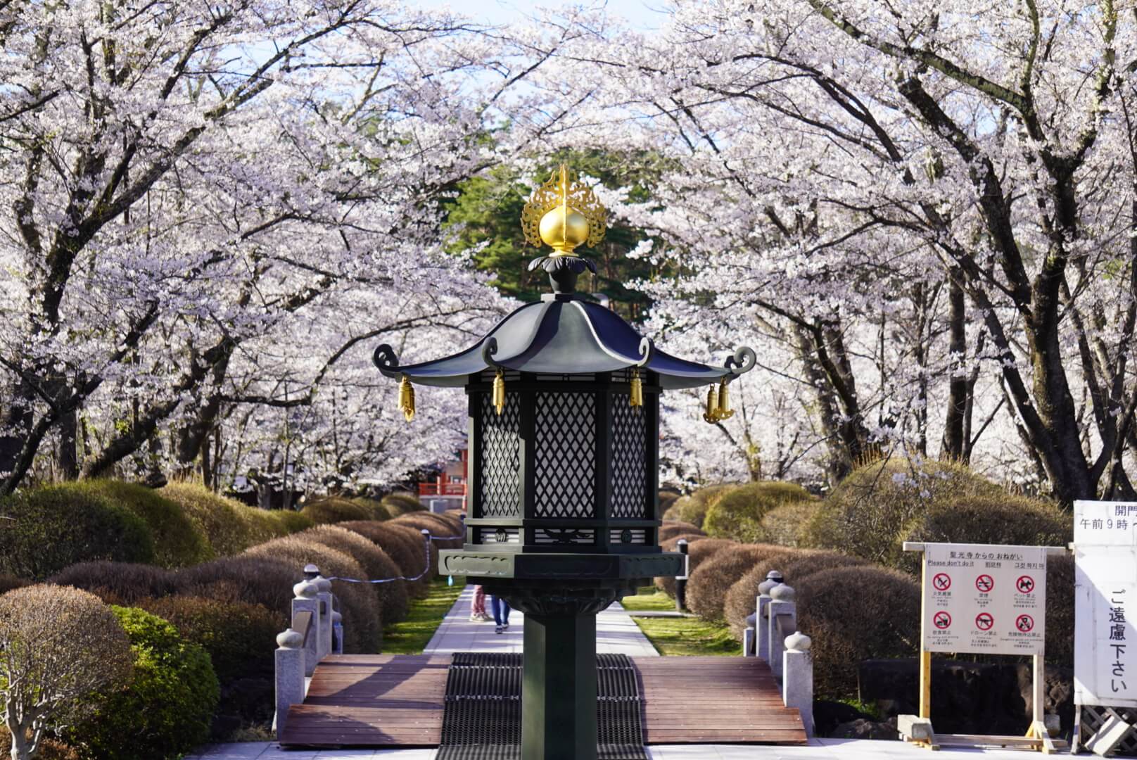 サムネイル_〜聖光寺　桜満開〜