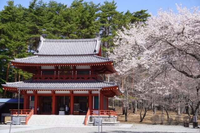 サムネイル_〜聖光寺　桜開花状況〜