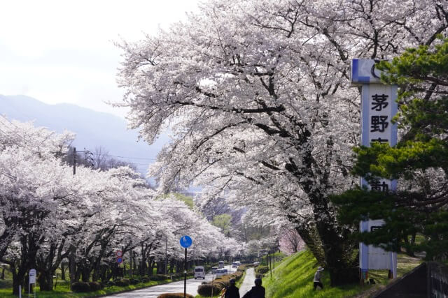 サムネイル_〜茅野市運動公園　桜満開に〜