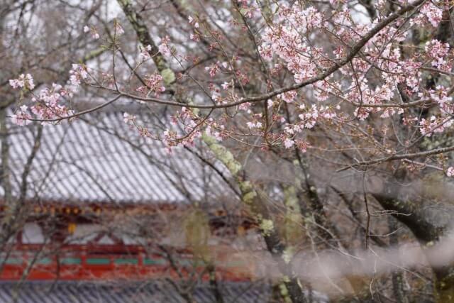 サムネイル_〜聖光寺　桜が開花し始めました〜