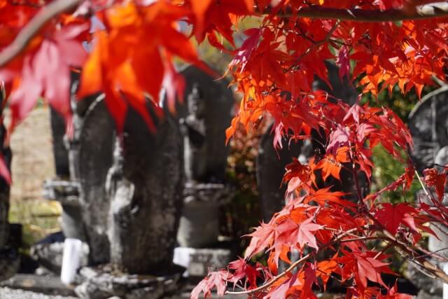 サムネイル_〜茅野市　長圓寺　紅葉見頃に〜