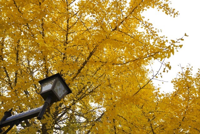 サムネイル_〜原村の紅葉／八ヶ岳自然文化園・もみの湯〜