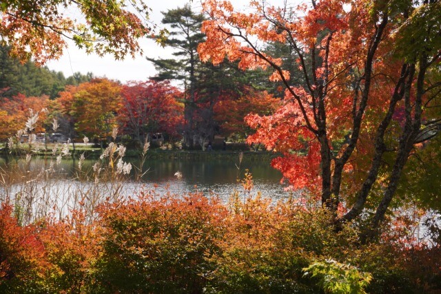 サムネイル_〜いよいよ見頃に　蓼科の紅葉〜