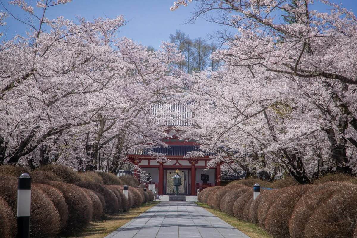 サムネイル_〜蓼科の桜〜