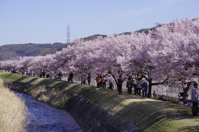 サムネイル_〜桜開花状況　宮川左岸沿い／八ヶ岳総合博物館〜