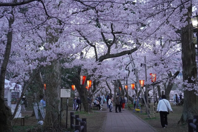 サムネイル_〜天下第一のさくら　高遠城址公園さくら祭り　満開に〜