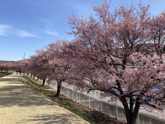 サムネイル_〜茅野市宮川左岸沿いの桜並木〜