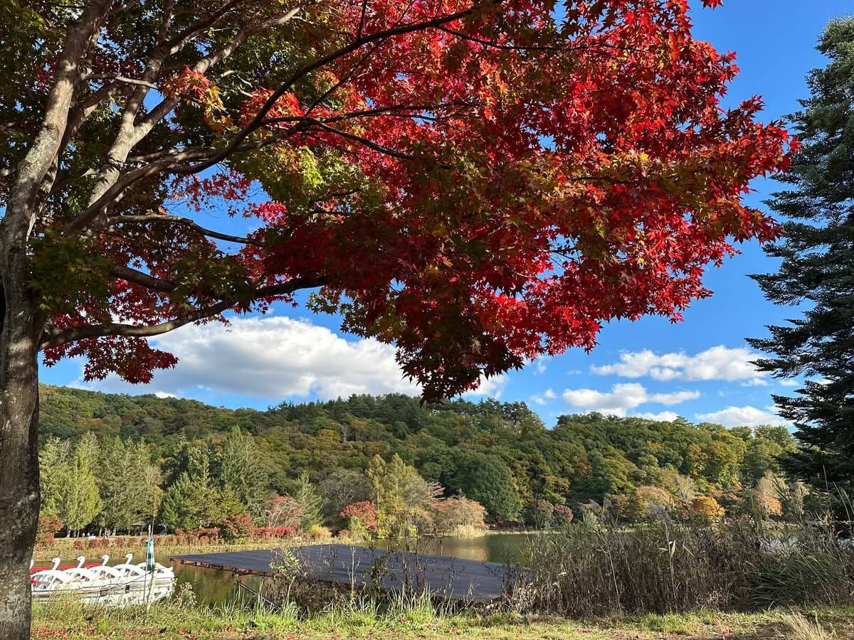 サムネイル_〜蓼科紅葉情報〜