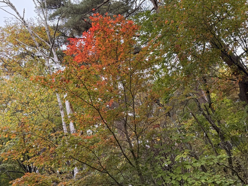 サムネイル_〜蓼科紅葉状況〜